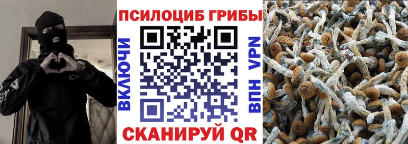 дарк нет состав  Дигора  Псилоцибиновые грибы Psilocybine cubensis 